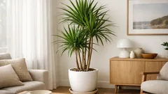 Dragon tree care in Australia: light, watering, and soil tips for a happy dracaena